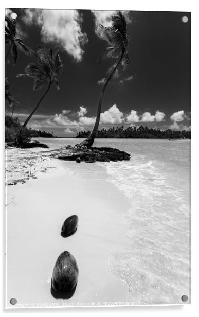 Coconuts washed up palm tree crystal sandy beach  Acrylic by Spotmatik 