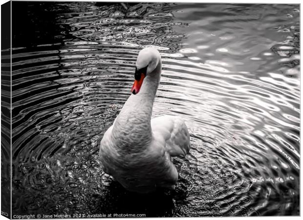 A Swan making Patterns in the Water Canvas Print by Jane Metters