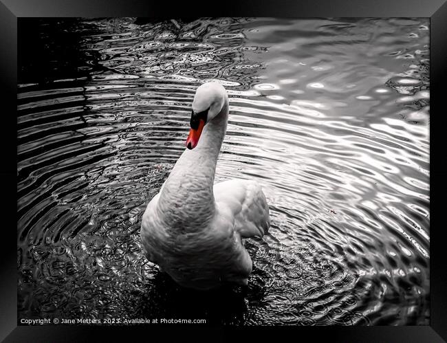 A Swan making Patterns in the Water Framed Print by Jane Metters