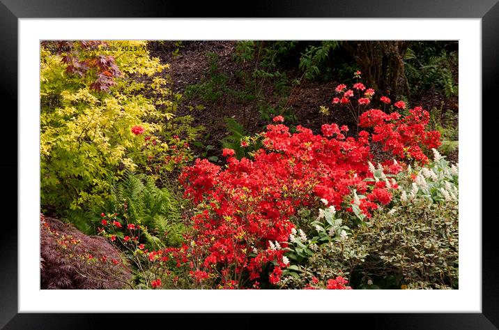 Azaleas and acers Framed Mounted Print by Sally Wallis
