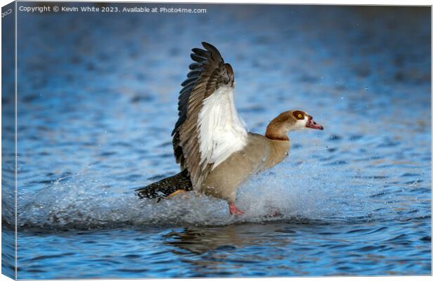 Egyptian goose landing with a splash Canvas Print by Kevin White