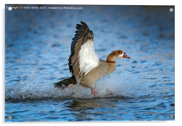 Egyptian goose landing with a splash Acrylic by Kevin White