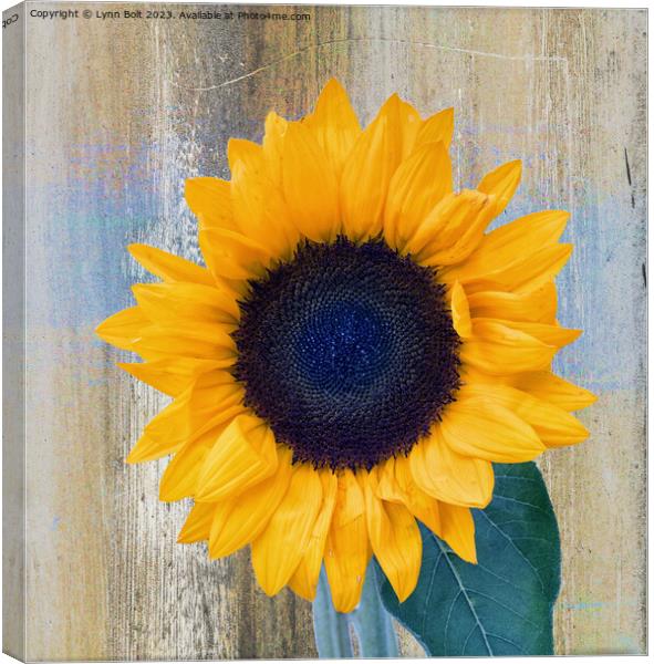 Full Bloom Sunflower Canvas Print by Lynn Bolt