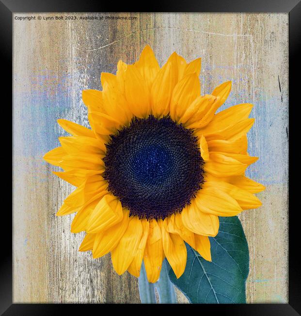 Full Bloom Sunflower Framed Print by Lynn Bolt