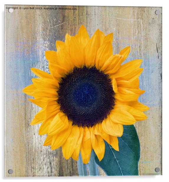 Full Bloom Sunflower Acrylic by Lynn Bolt
