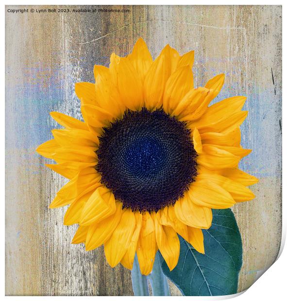 Full Bloom Sunflower Print by Lynn Bolt