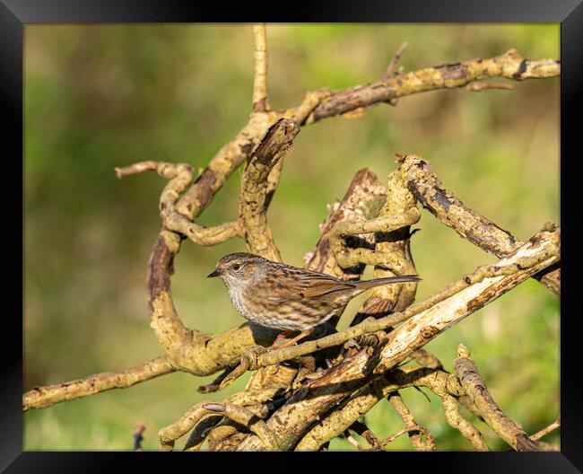 Dunnock (Prunella modularis) Framed Print by Colin Allen