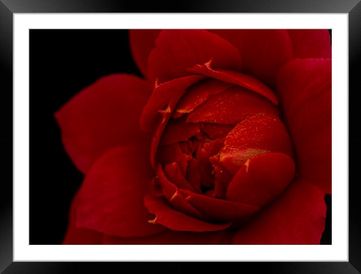 Macro photography of the red flower of the Kalanchoe Framed Mounted Print by Vicen Photo