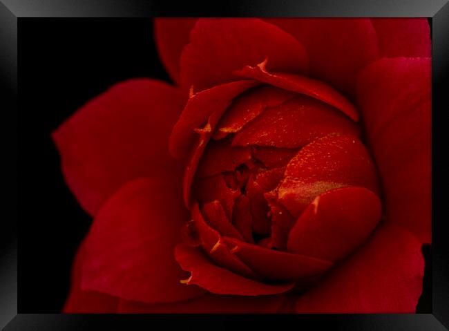 Macro photography of the red flower of the Kalanchoe Framed Print by Vicen Photo