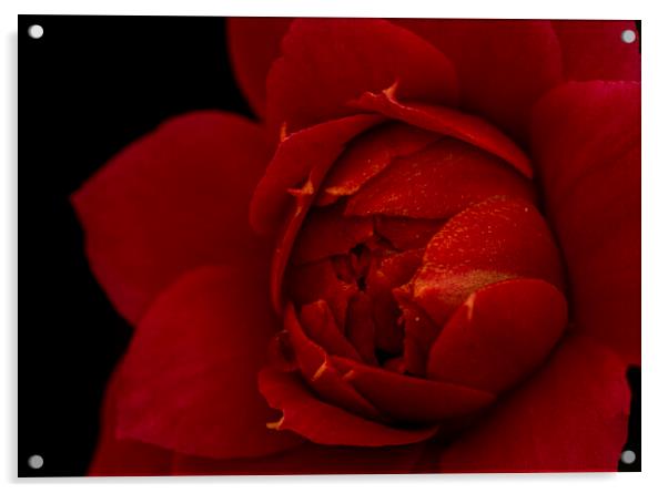 Macro photography of the red flower of the Kalanchoe Acrylic by Vicen Photo