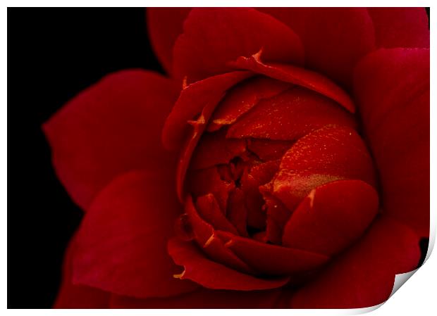 Macro photography of the red flower of the Kalanchoe Print by Vicen Photo