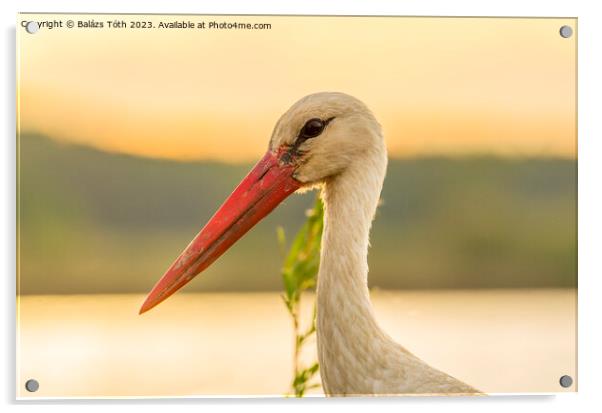 white stork portrait Acrylic by Balázs Tóth