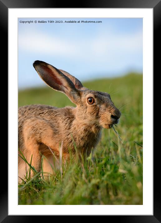 wild rabbit eating grass Framed Mounted Print by Balázs Tóth