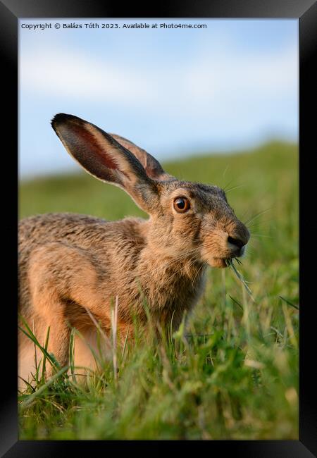 wild rabbit eating grass Framed Print by Balázs Tóth