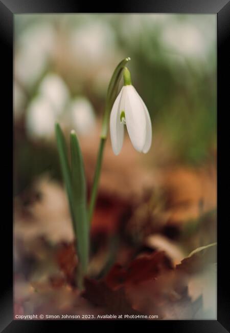 A close up of a  Snowdrop flower Framed Print by Simon Johnson