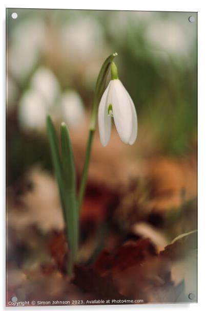 A close up of a  Snowdrop flower Acrylic by Simon Johnson