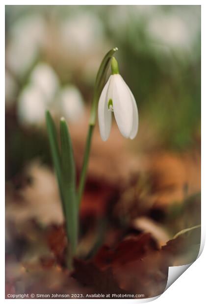 A close up of a  Snowdrop flower Print by Simon Johnson