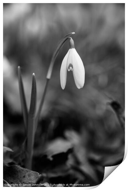 Snowdrop Flower Print by Simon Johnson