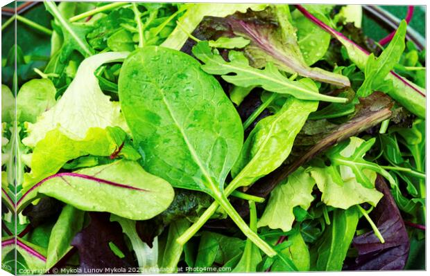 Fresh green salad, lettuce Canvas Print by Mykola Lunov Mykola