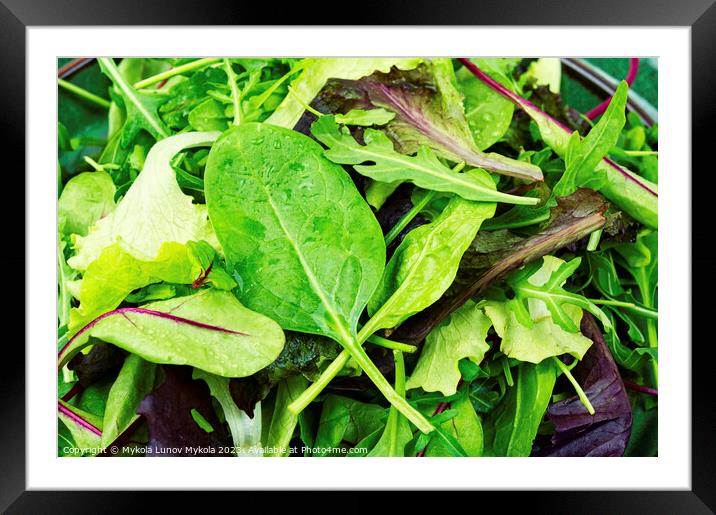 Fresh green salad, lettuce Framed Mounted Print by Mykola Lunov Mykola