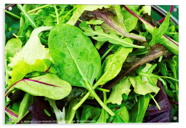 Fresh green salad, lettuce Acrylic by Mykola Lunov Mykola