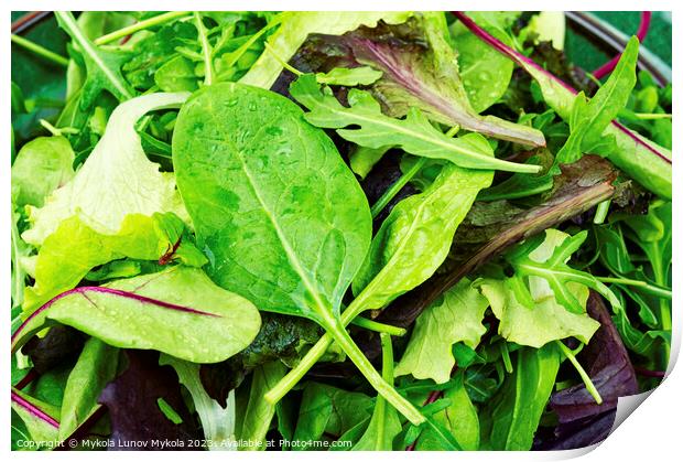 Fresh green salad, lettuce Print by Mykola Lunov Mykola