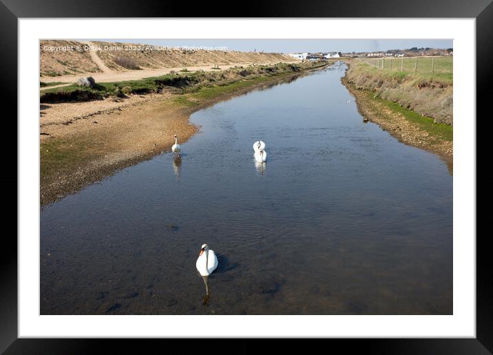 Majestic Swans on Sturt Pond Framed Mounted Print by Derek Daniel
