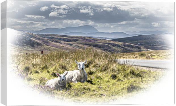 Roadside Sheep. Canvas Print by John Godfrey Photography