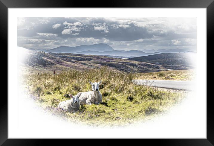 Roadside Sheep. Framed Mounted Print by John Godfrey Photography