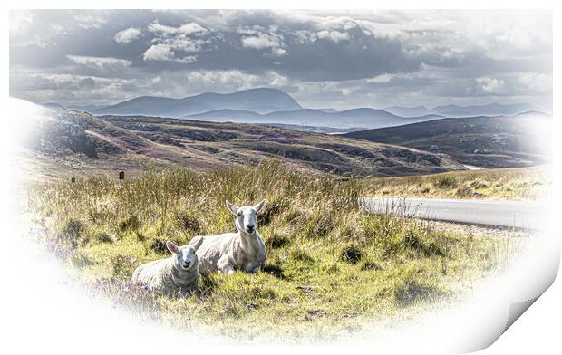 Roadside Sheep. Print by John Godfrey Photography