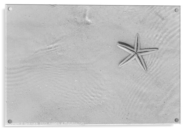 The starfish on white sandy tropical beach Caribbean Acrylic by Spotmatik 