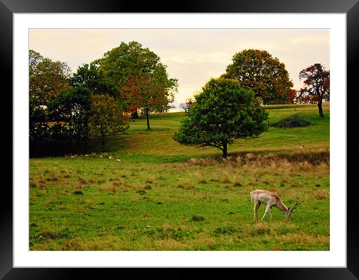 It's Autumn Dear Framed Mounted Print by J Biggadike