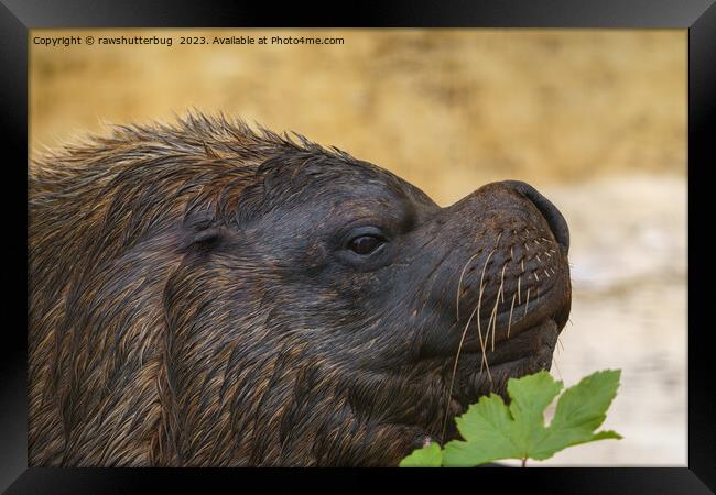 South American sea lion bull Framed Print by rawshutterbug 