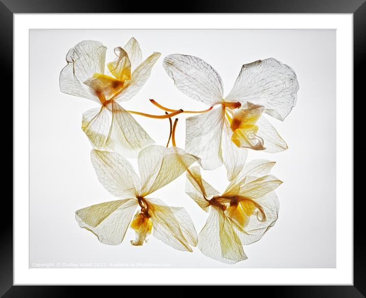 Eternal Beauty Framed Mounted Print by Dudley Wood