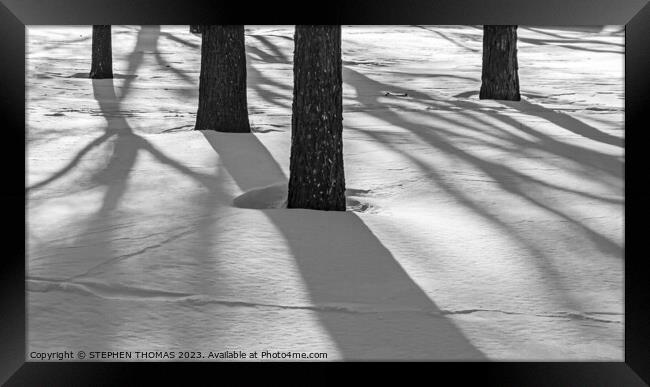 Tree Shadows Framed Print by STEPHEN THOMAS