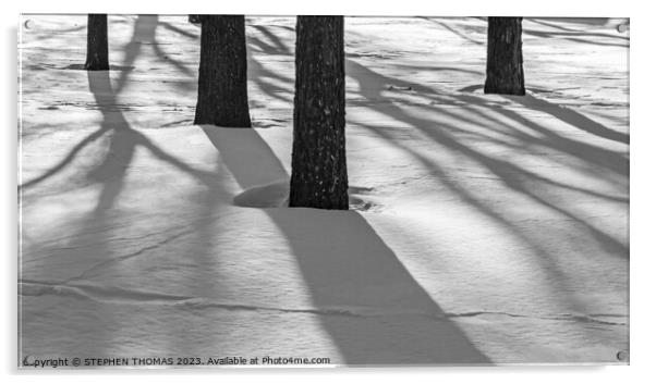Tree Shadows Acrylic by STEPHEN THOMAS
