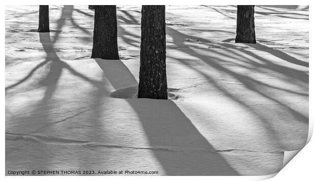Tree Shadows Print by STEPHEN THOMAS