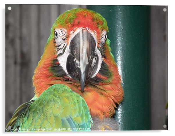 Parrot Acrylic by Abigail Langridge