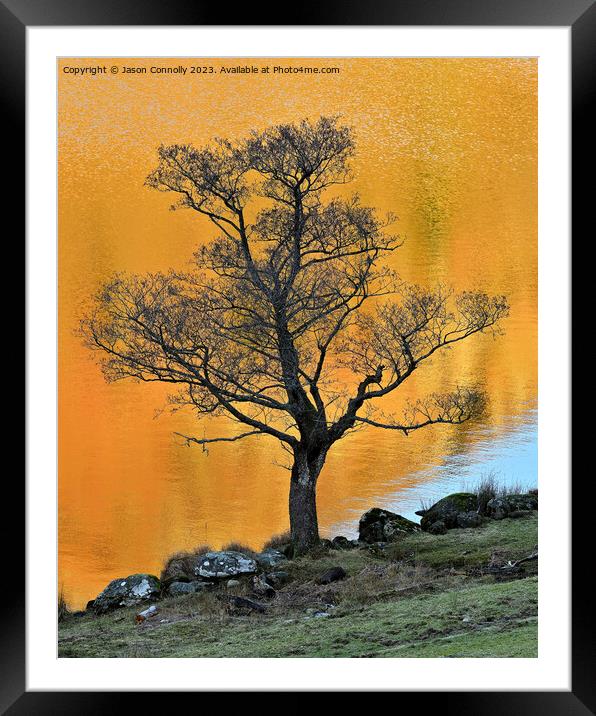 Tree, Rydalwater Framed Mounted Print by Jason Connolly