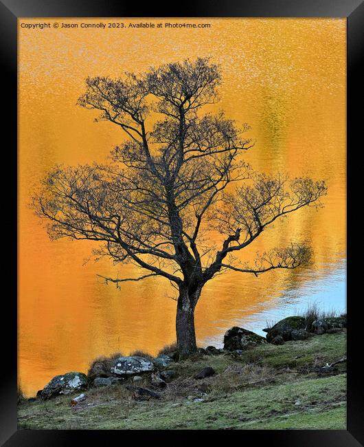 Tree, Rydalwater Framed Print by Jason Connolly