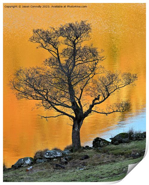 Tree, Rydalwater Print by Jason Connolly
