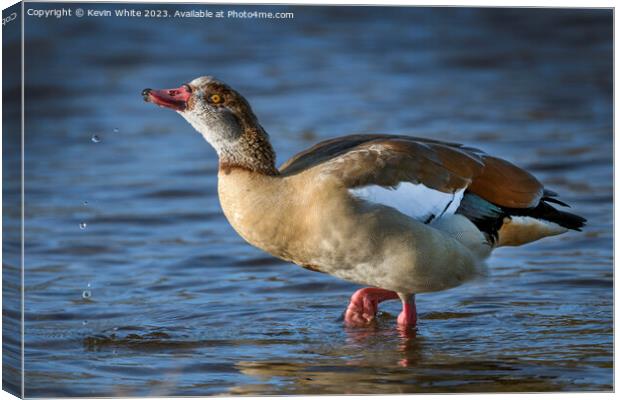 Egyptian goose playing with water Canvas Print by Kevin White