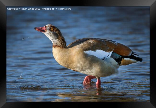 Egyptian goose playing with water Framed Print by Kevin White