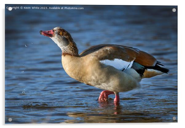 Egyptian goose playing with water Acrylic by Kevin White