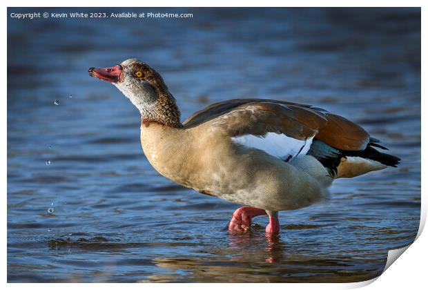 Egyptian goose playing with water Print by Kevin White