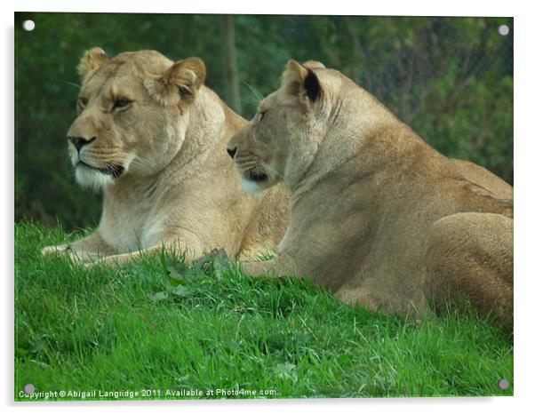 Lionesses Acrylic by Abigail Langridge