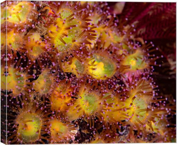 jewel anemones Canvas Print by Peter Bardsley