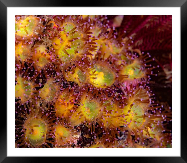 jewel anemones Framed Mounted Print by Peter Bardsley