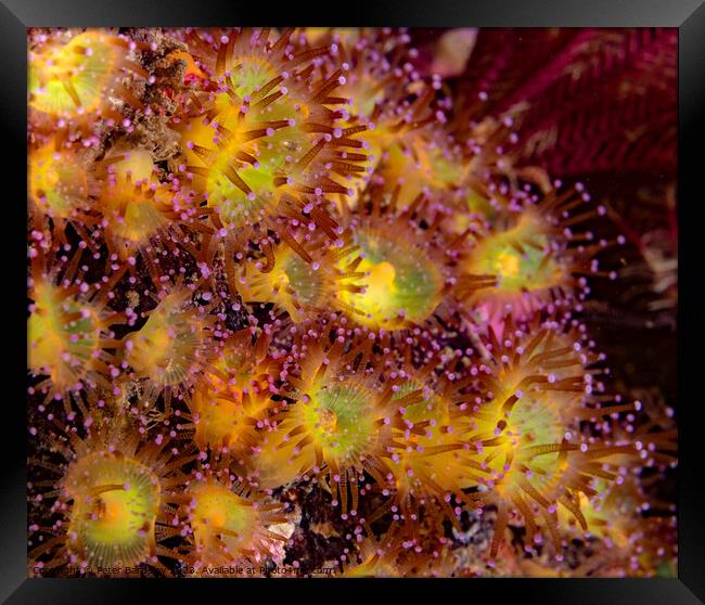 jewel anemones Framed Print by Peter Bardsley