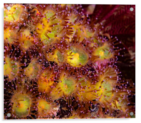 jewel anemones Acrylic by Peter Bardsley